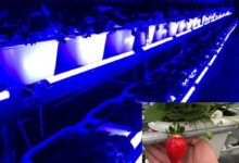 尊龙凯时研发草莓专用转色灯，香水草莓颜色转红比率增添30%!